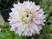 CIMG0933.webp