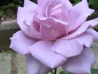 CIMG0951.webp