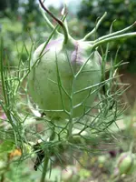 CIMG0947.webp