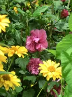 CIMG0952.webp