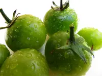 tomato_kermit_f1_0.webp