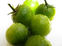 tomato_kermit_f1_1.webp
