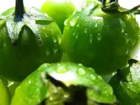 tomato_kermit_f1_2.webp