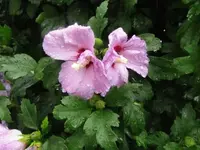 027.webp