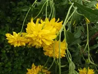 004.webp