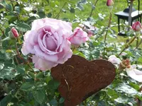 k-DSCN0461.webp