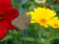 DSC09231.webp