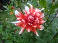 Panache.webp