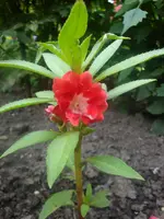 Balsaminchen.webp
