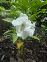 Balsaminchen (2).webp