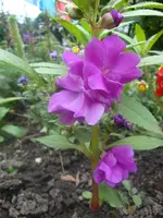 Balsaminchen (3).webp