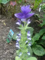 Buntschopf-Salvia.webp