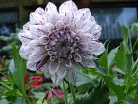 IMGP5492.webp