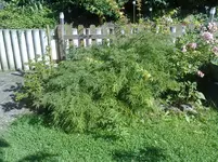 29072012711.webp