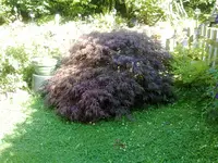 29072012710.webp