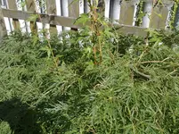 29072012712.webp