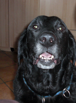 bissiger Hund.webp
