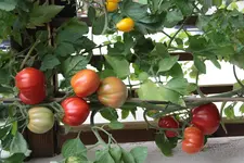 IMG_1790.webp
