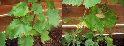 Weinrebe1.webp