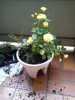 DSC00744.webp