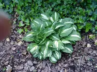hosta.webp