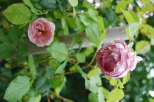 DSC_0125.webp