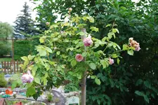 DSC_0127.webp