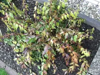CIMG0001 (Mittel).webp