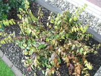 CIMG0002 (Mittel).webp