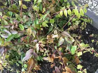 CIMG0003 (Mittel).webp