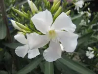 028.webp