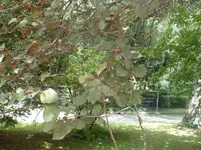 SDC11748.webp