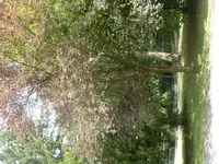 SDC11750.webp