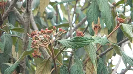 DSCN3361.webp