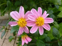 P1020227.webp