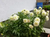 P1020232.webp