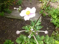 P1020242.webp