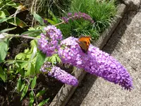 P1020280.webp