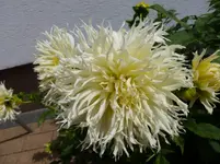 P1020234.webp