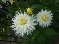 DSC09287.webp