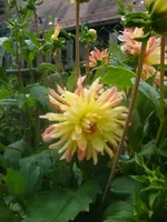 DSC09289.webp