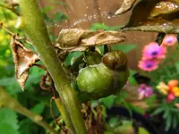 tomato_red_calabash.webp