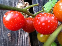 tomato_rubin_pearl_f1.webp
