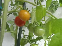 CIMG5204.webp