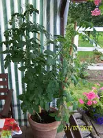 035_900x900_300KB.webp