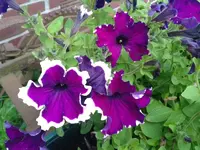 007 31.07.12 petunien1.webp