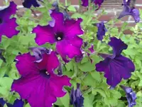 008 31.07.12 petunien.webp