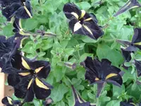 010 31.07.12 petunien.webp