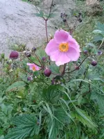 was-bin-ich-29-Juli-1.webp