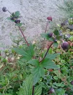 was-bin-ich-29-Juli-2.webp